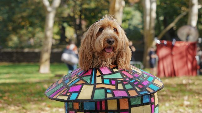 25th Annual Great PUPkin Dog Costume Contest (Photo: Emily Faber, The National Desk)