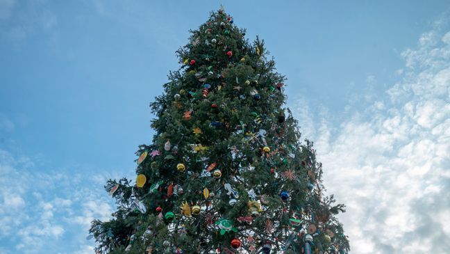 The U.S. Capitol Christmas Tree before the tree lighting Ceremony at the west lawn of the Capitol Building in Washington DC, December 1, 2021. (Photo: USDA Forest Service / Tanya E. Flores).