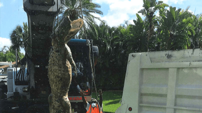 Large gator to blame for drainage backup in Fort Myers Tuesday, June 14, 2016. (Photo Courtesy: Lee County Dept. of Transportation.)