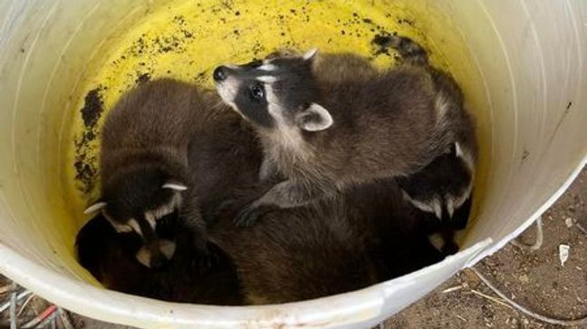 Authorities in Utah say eight baby raccoons were rescued from a construction site. (Photo: Morgan County Fire & EMS)