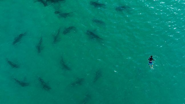 FILE - Sandbar sharks swim next to a person snorkeling in the Mediterranean Sea off the coast of Hadera, Israel, Monday, Nov. 21, 2022. (AP Photo/Oded Balilty, File)