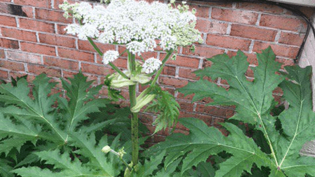 {p}White flowers with 50-150 flower rays clustered into an umbrella shaped flower cluster up to 2.5 feet across{&nbsp;}(VT Massey Herbarium){/p}