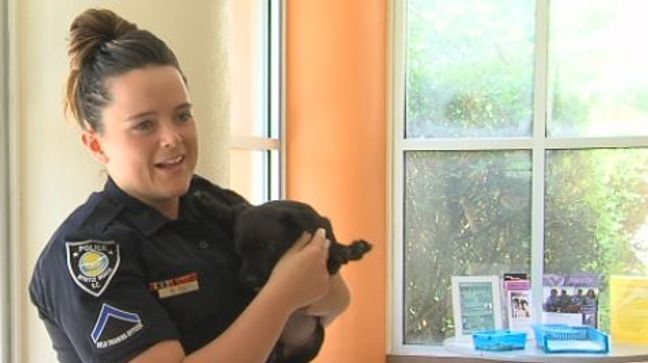 Myrtle Beach Police Officer Whitney Fee rescued this 7 week old puppy from a hot car at a hotel Saturday night (Liz Cooper/WPDE)