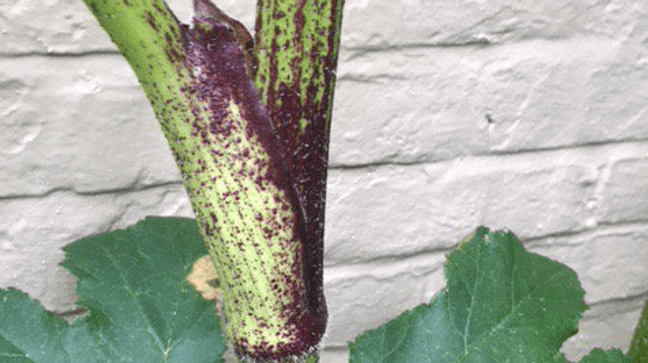 {p}Stems are green with extensive purple splotches and prominent coarse white hairs. Stems are also hollow, ridged, 2-4 inches in diameter, and have a thick circle of hairs at base of leaf stalk (VT Massey Herbarium){/p}