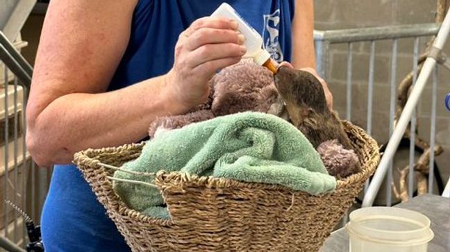 A baby sloth being fed at Roger William's Park Zoo in Providence, R.I. on{&nbsp;} Wednesday, Aug. 9, 2023. (Photo: Roger William's Park Zoo)