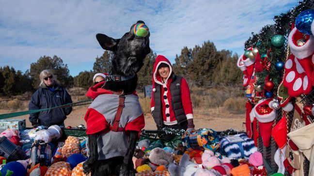 Adoptable dogs at Best Friends Animal Society in Kanab enjoyed an annual tradition of choosing their own toys for Christmas. (Photo: Best Friends Animal Society)