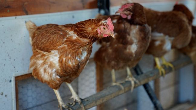 FILE - Red Star chickens roost in their coop, Jan. 10, 2023, at Historic Wagner Farm in Glenview, Ill.{&nbsp;} (AP Photo/Erin Hooley)