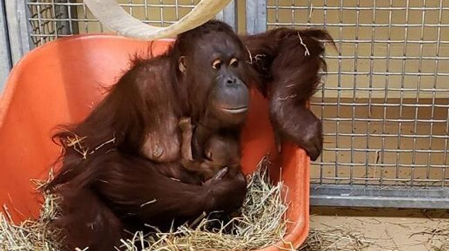 Dara and her newborn baby at the Virginia Zoo (Virginia Zoo)