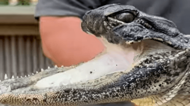 Alligator found missing upper jaw in Florida lake finds new home at wildlife preserve (Photo: Gatorland Orlando)