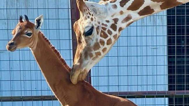 World's only spotless giraffe born at Tennessee zoo (Photo: Brights Zoo) 