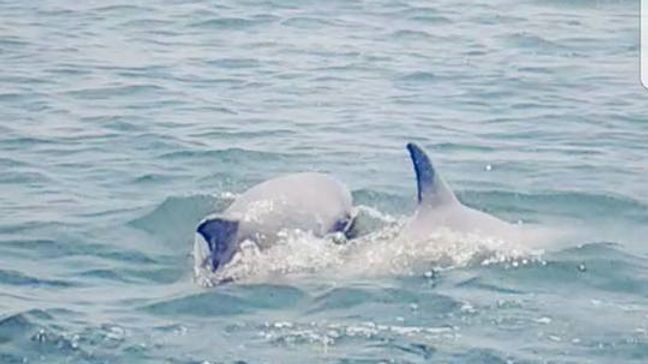 Virginia family captures video of dolphins up close. (Courtesy Jamicia Garner Johnson)