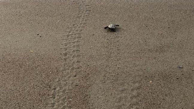 Sea turtles hatch on Edisto Beach, S.C., Sunday, July 8, 2018. (Edisto Beach Turtle Patrol/Courtney Beeks)