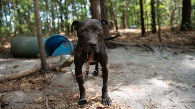 The Humane Society of the United States assists federal authorities in rescuing dogs from an alleged dogfighting operation throughout multiple properties in South Carolina. Photo by Meredith Lee/The HSUS