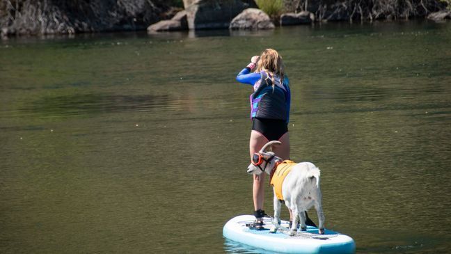 Mr. Mayhem, the paddle boarding goat. (Photos by CBS 2 news staff)