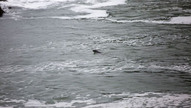 "Excitement and anticipation filled the air as the seal tentatively peered out of its carrier before heading toward the water. He drifted in the protected surf for a while, clearly at ease, while he groomed his fur and swam around. Staff cheered when he crossed the wave-break back into the open ocean." (Oregon Coast Aquarium)