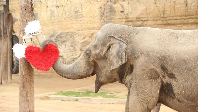 (Photo: San Antonio Zoo) 