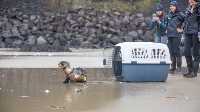 "Excitement and anticipation filled the air as the seal tentatively peered out of its carrier before heading toward the water. He drifted in the protected surf for a while, clearly at ease, while he groomed his fur and swam around. Staff cheered when he crossed the wave-break back into the open ocean." (Oregon Coast Aquarium)