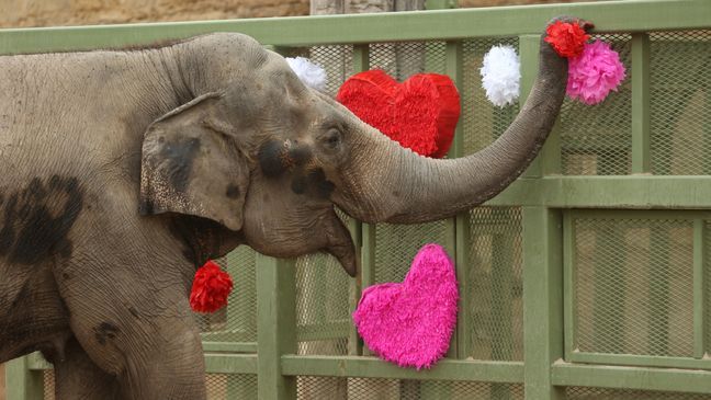 (Photo:{&nbsp;}San Antonio Zoo){&nbsp;}