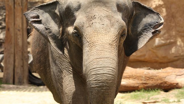 (Photo: San Antonio Zoo)