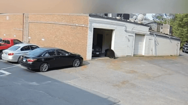 VIDEO: Black bear strolls into garage at Connecticut bakery, takes 60 cupcakes (Video: Taste by Spellbound)