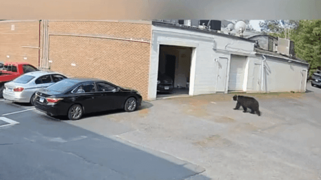 VIDEO: Black bear strolls into garage at Connecticut bakery, takes 60 cupcakes (Video: Taste by Spellbound)