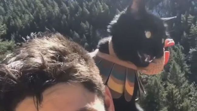 Influencer JJ Yosh and his pet cat Simon enjoy a social-media following of nearly 1 million fans. The pair hike together in Boulder, Colorado. (@backpackingkitty/Zenger)