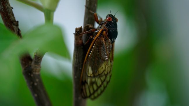 An adult cicada is seen, in Washington, Thursday, May 6, 2021. (AP Photo/Carolyn Kaster)