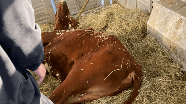 Ricardo the longhorn recovering from tranquilizer (Skylands Animal Sanctuary)