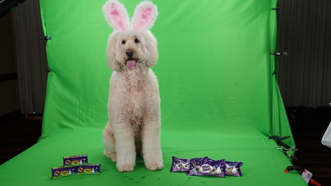 Ohio therapy dog named this year's Cadbury Bunny (Photo: Cadbury/Hershey's)