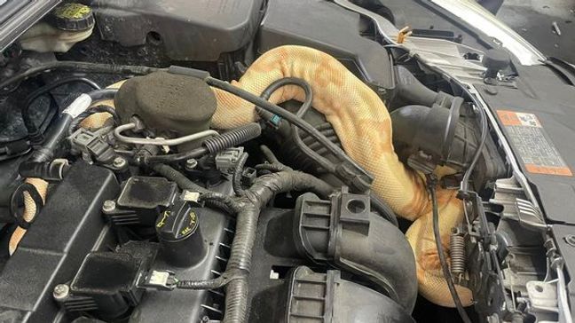 An albino boa constrictor was entangled in the engine of a Ford Focus at Beach Automotive in Myrtle Beach on September 26, 2023. (Credit: Russell Cavender)