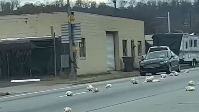 Poultry pile-up caught on video: Dozens of chickens spill onto Chattanooga street (Image taken from video by Jessica White){&nbsp;}