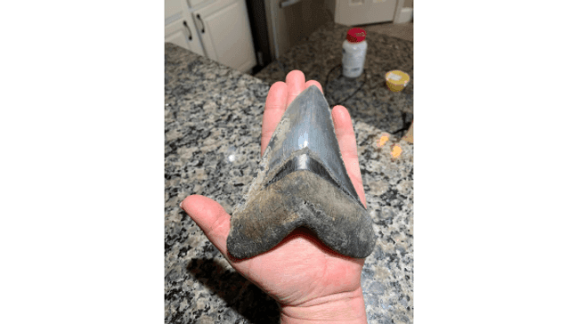 'Quite the catch!' Fisherman finds 15 million-year-old megalodon tooth in Maryland waters (Photo: Stephen and Bambi Rollins) 