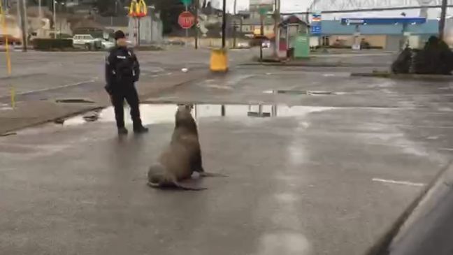 Sea lion in Astoria parking lot - Photo courtesy Simon Caron.jpg