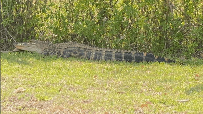 A six-foot alligator chased after people at a Wendy's in Lee County. (Photo: Lee County Sheriff's Office)