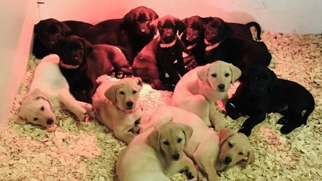 A litter of puppies being trained at Ground Zero K9 Center in Tuttle, Oklahoma (Ground Zero K9 Training Center)