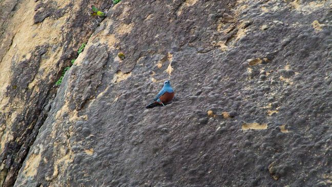 This photo of a bluebird, captured on rocks around the shore of Hug Point at Cannon Beach, Oregon, may be part of the first official sighting of the Blue Rock Thrush in the U.S. (Photo courtesy of Michael Sanchez)