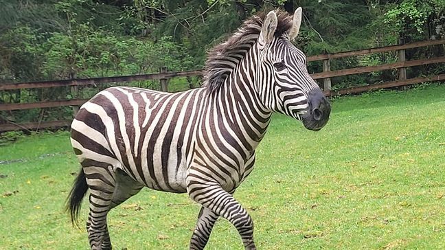 This image provided by the Washington State Patrol shows a zebra that got loose Sunday, April 28, 2024, when the driver stopped at the Interstate 90 exit to North Bend, Wash., to secure the trailer in which they were being carried. (Rick Johnson/Washington State Patrol via AP)