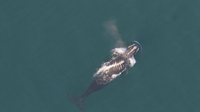 A North Atlantic right whale with propeller scars. (Credit: NOAA)