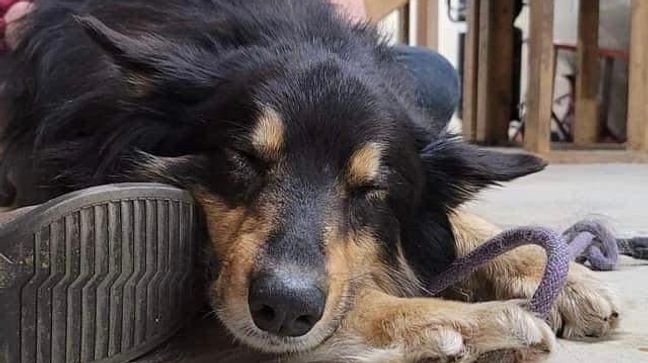 Incredible 'tail:' Dog back home in Chicago after 135 days in Georgia wilderness (Photo: Lost Pet Recovery Team)