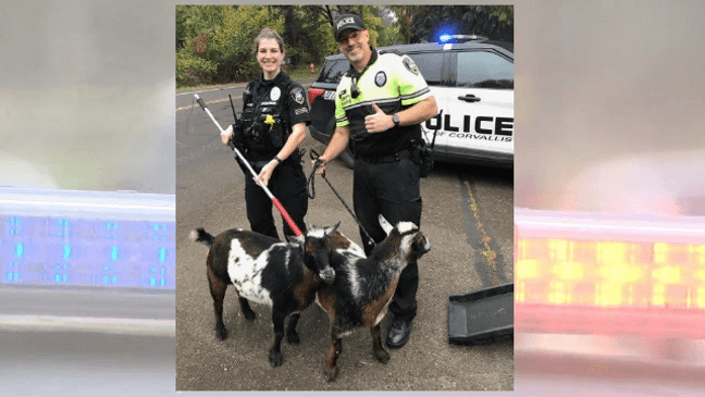 Officer Krause and Community Service Officer McMullin got the goats, Oct. 20, 2023. (Corvallis Police Dept.)