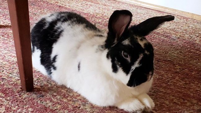 Image of KOMO's Theron Zahn's pet rabbit Ricochet. (Photo: KOMO News)