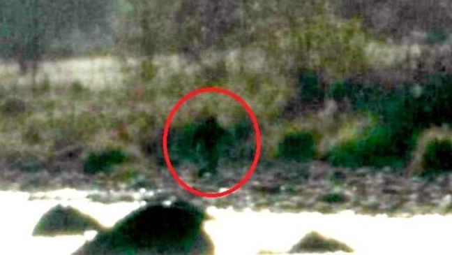 Bigfoot sighting reported in California. (Courtesy "Paranormal Central")