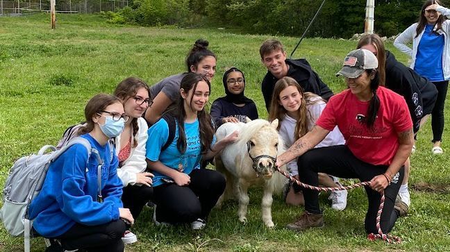 Rescued Massachusetts miniature horse a Cadbury Bunny contender (Photo courtesy of Lifting Spirits Miniature Therapy Horses)