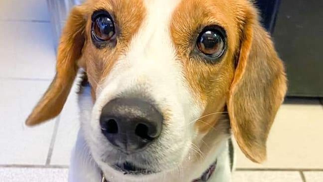 Lily the beagle is seen in a photo provided Thursday, April 1, 2021, by Skiatook Animal Control. Lily went missing in Alabama two years ago and has been returned to her family after she was discovered in Oklahoma.