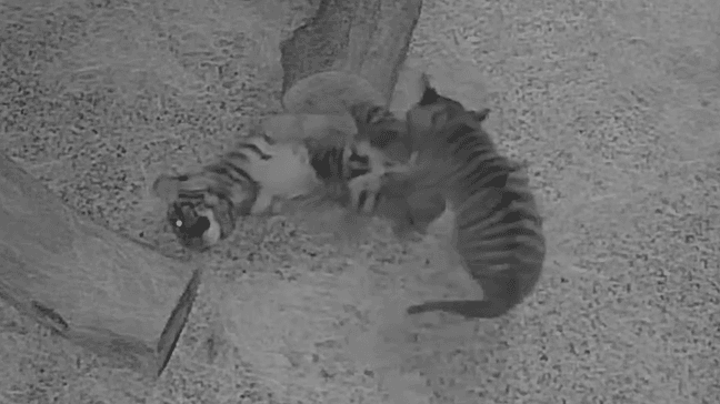 Tiger cubs at Nashville Zoo caught wrestling overnight (Screenshot courtesy Nashville Zoo)