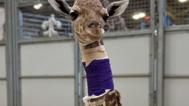 Hope (PHOTO: Courtesy of Henry Doorly Zoo and Aquarium)