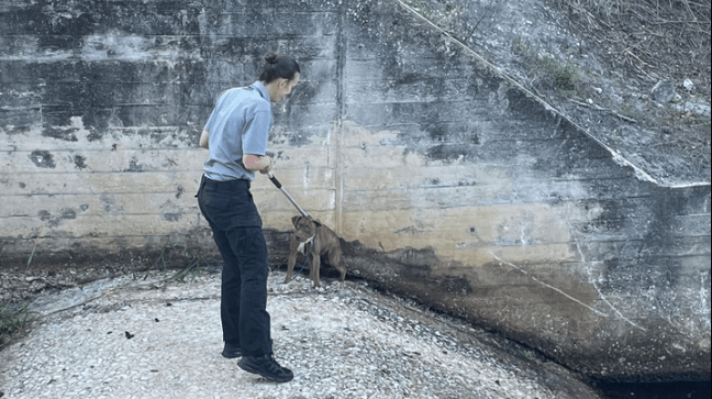 Animal Services officers in Florida pulled off an amazing rescue, Oct. 24, 2023. (Martin Co. Sheriff's Office)