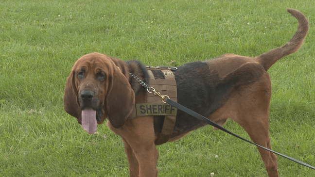 K-9 Boone found 3 missing children in his first 10 days back. (WCYB)