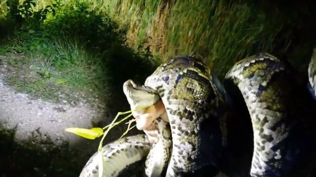 Python hunter Mike Kimmel rescued an alligator from the grip of a python in the Everglades. (Video used with permission from Mike Kimmel | Facebook)