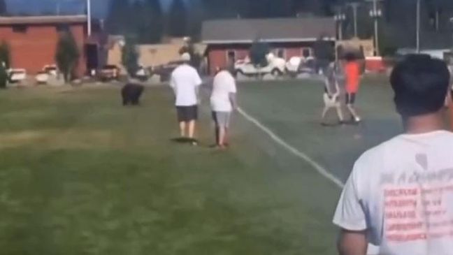 A black bear runs through football practice in Truckee. (Courtesy: Truckee High School)